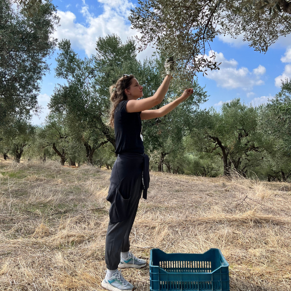 harvest olive