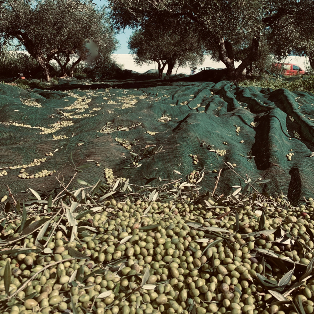 olive koroneiki